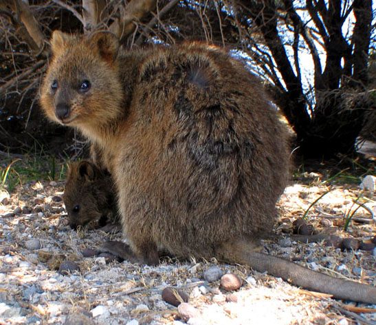 Quokka reference