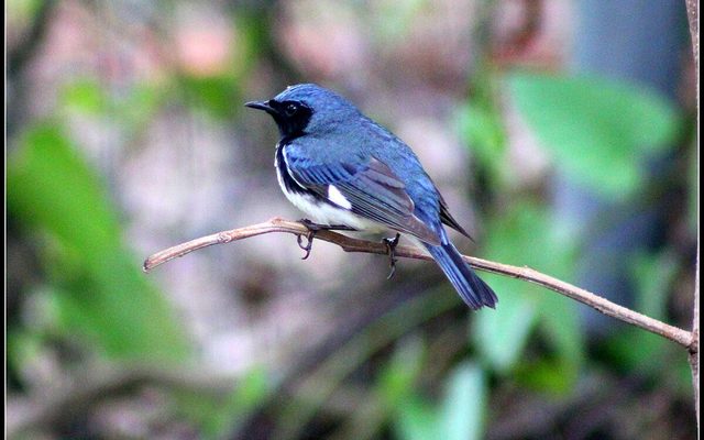 Black-throated Blue Warbler reference