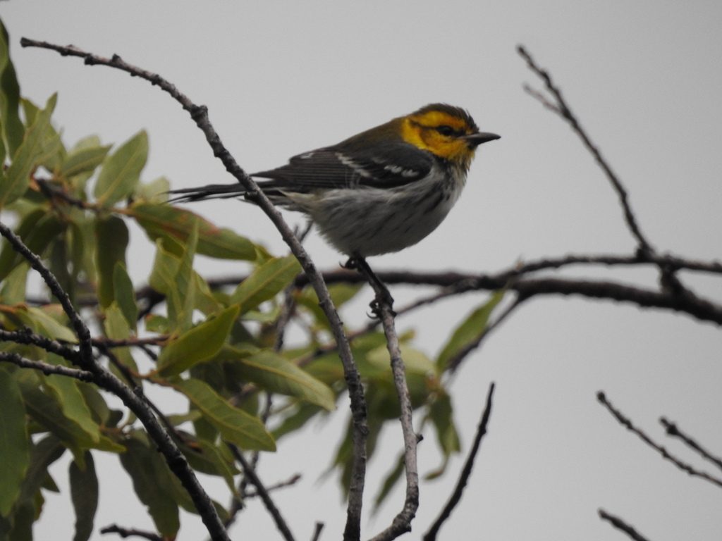 Golden-cheeked Warbler reference