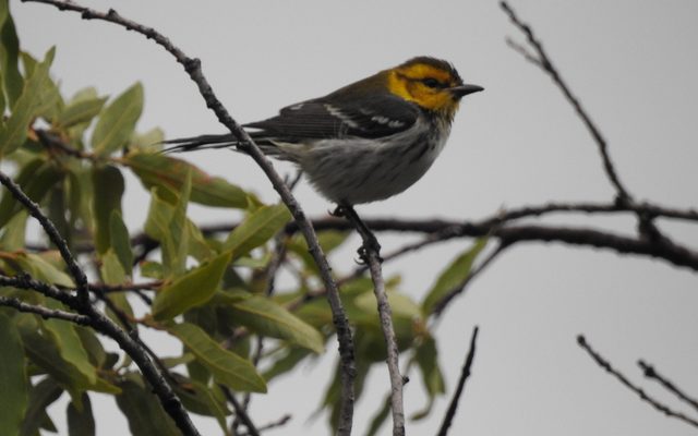Golden-cheeked Warbler reference