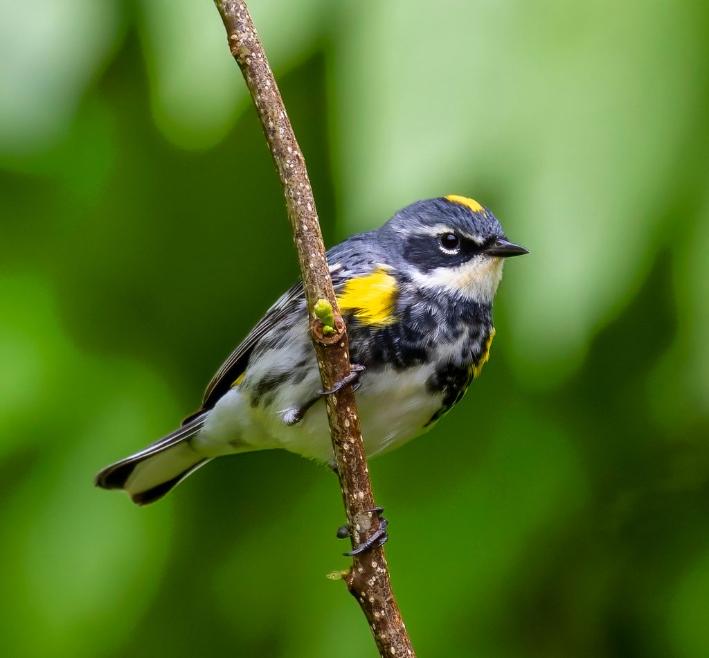 Yellow-rumped Warbler reference