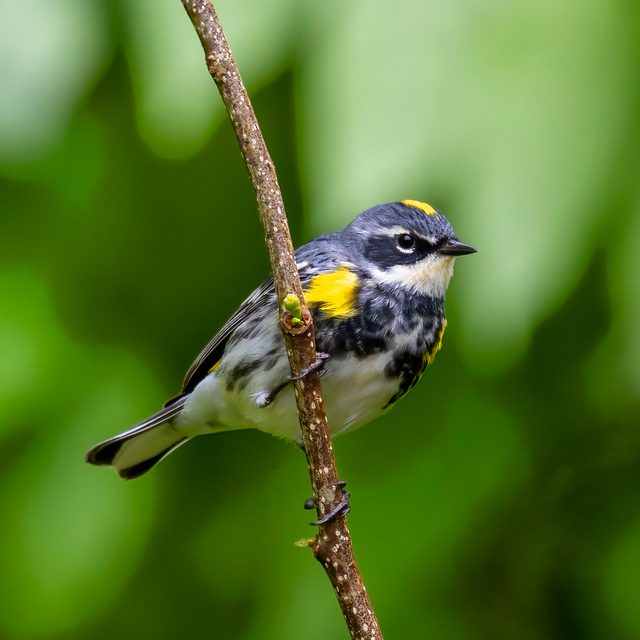 Yellow-rumped Warbler reference
