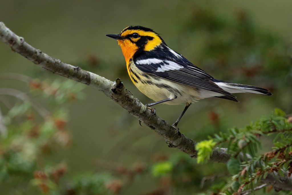 Blackburnian Warbler reference