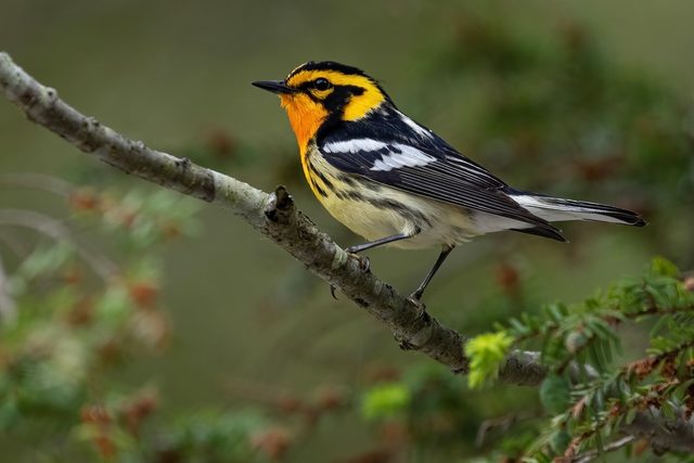 Blackburnian Warbler reference