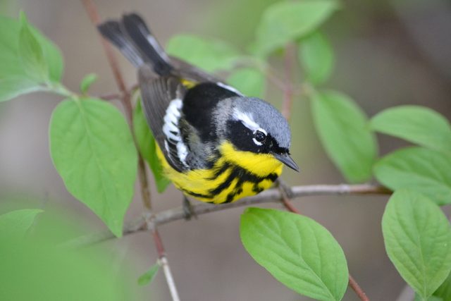 Magnolia Warbler reference