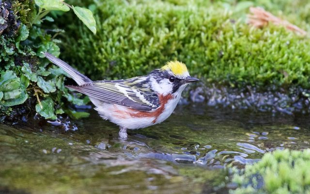 Chestnut-sided Warbler reference