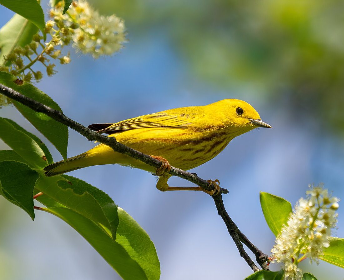Yellow Warbler reference