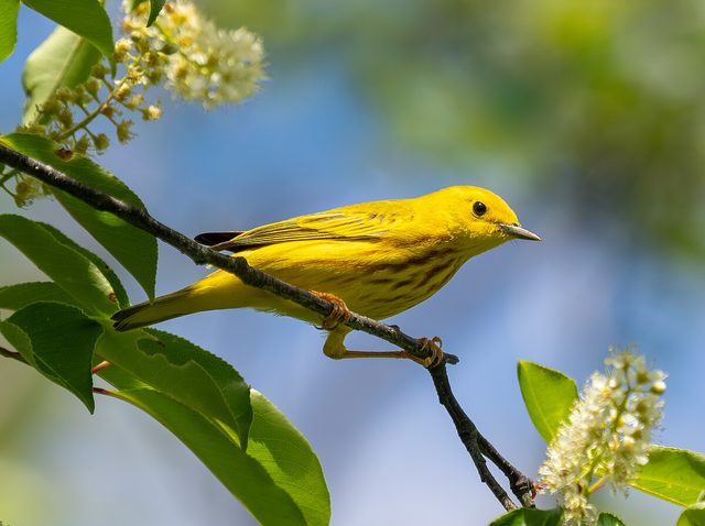 Yellow Warbler reference