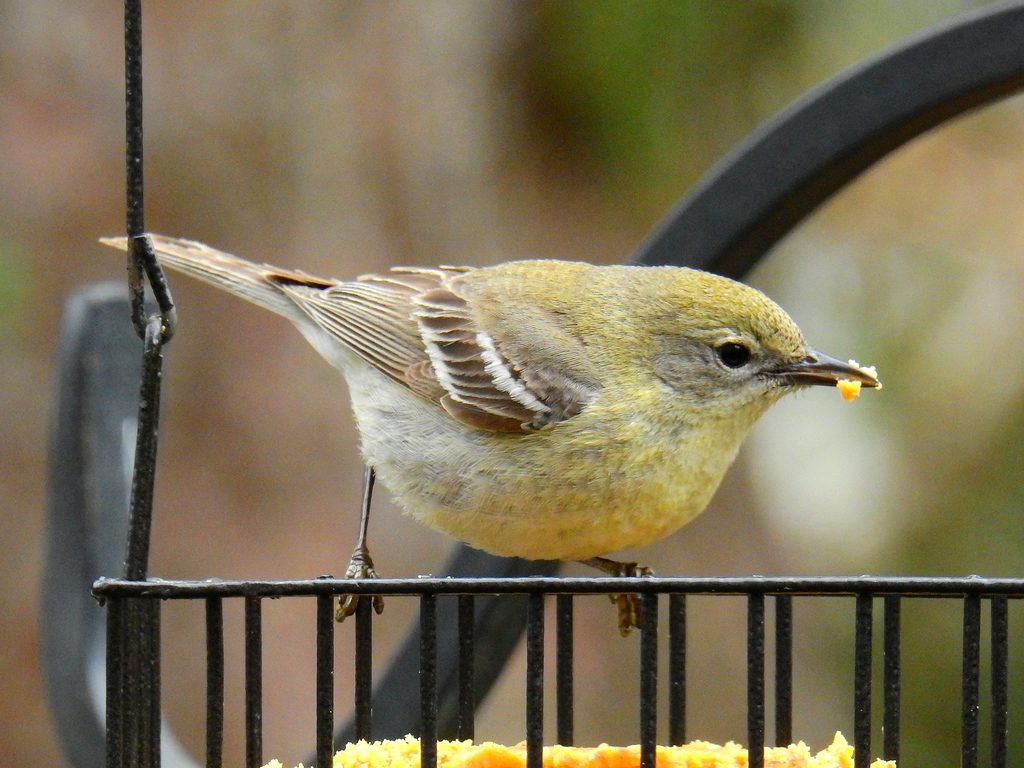 Pine Warbler reference