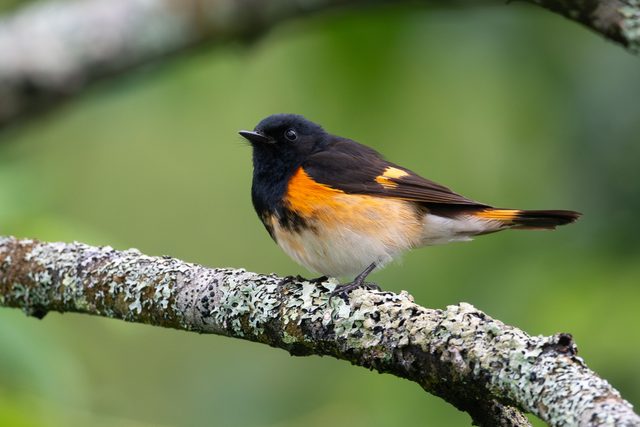American Redstart reference