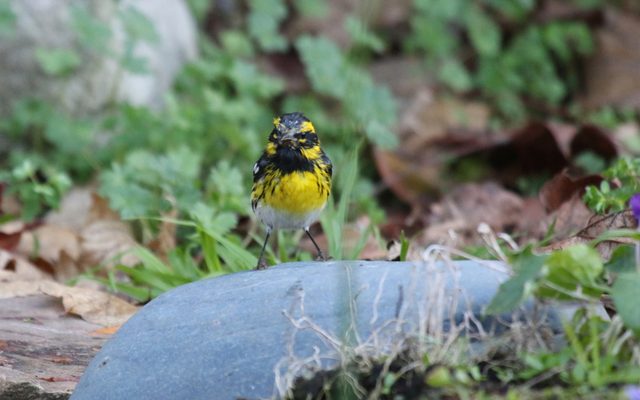 Townsend's Warbler reference