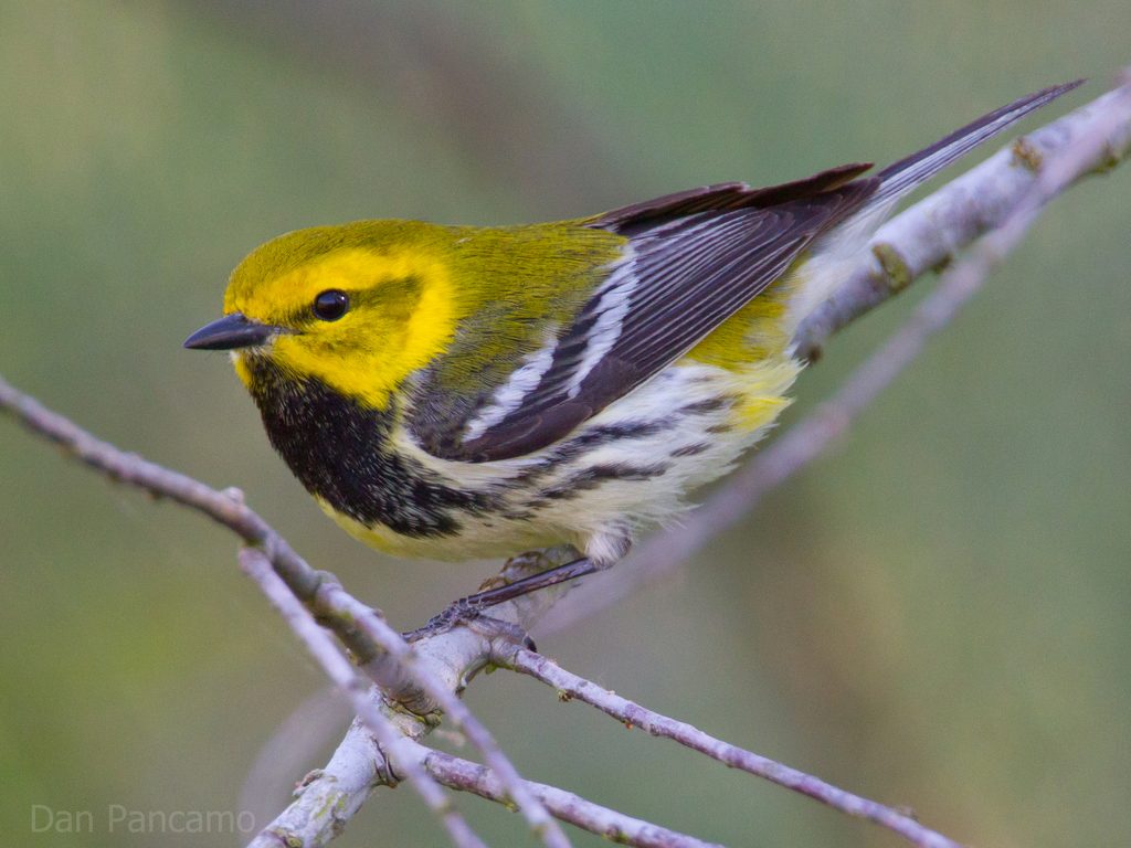 Black-throated Green Warbler reference