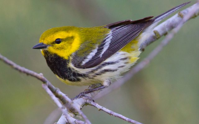 Black-throated Green Warbler reference