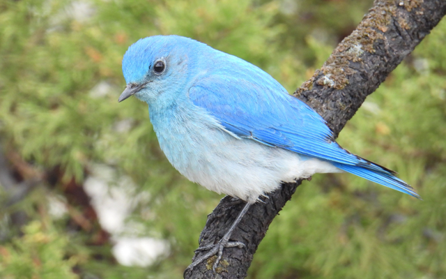 Mountain Bluebird reference