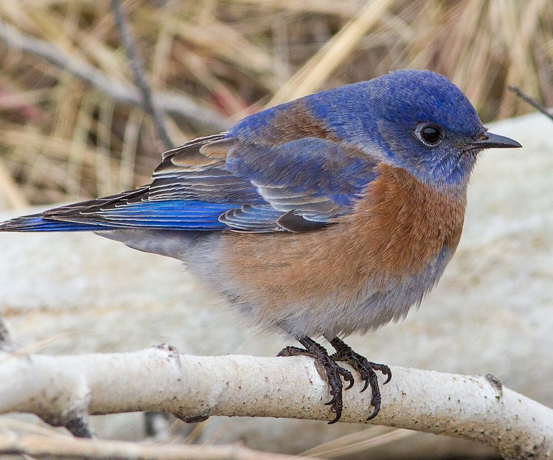 Western Bluebird reference