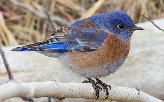 Western Bluebird reference