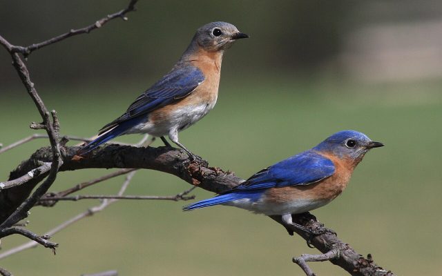 Eastern Bluebird reference