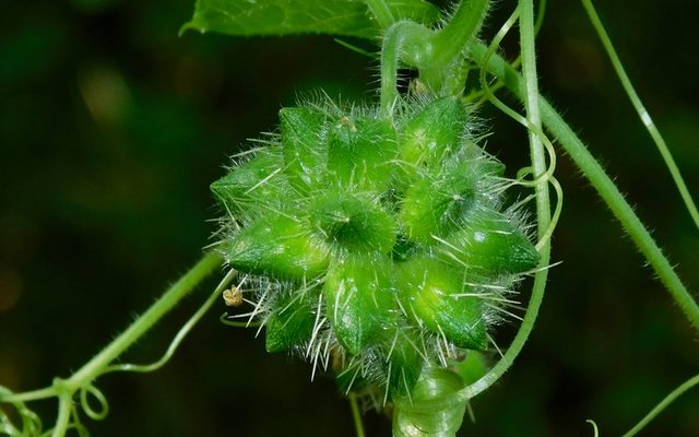 Bur Cucumber reference