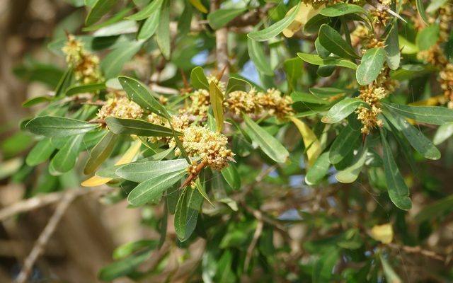 Argan Tree reference