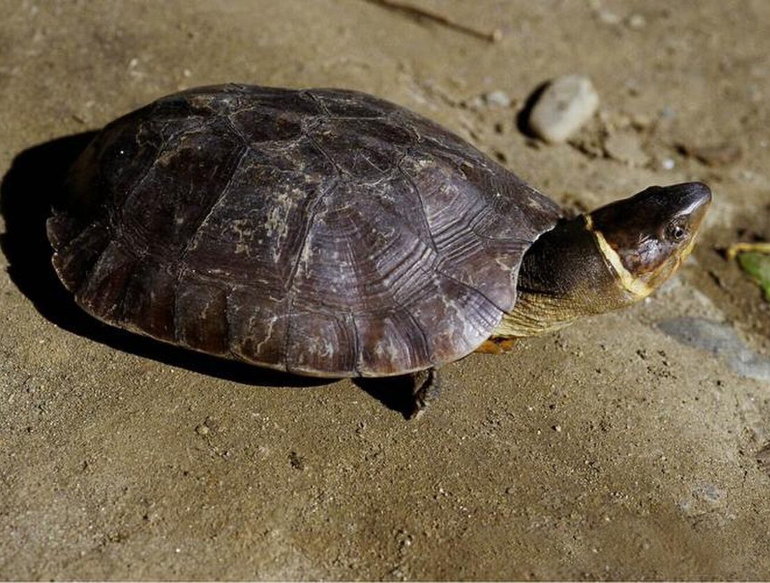 Philippine Forest Turtle reference
