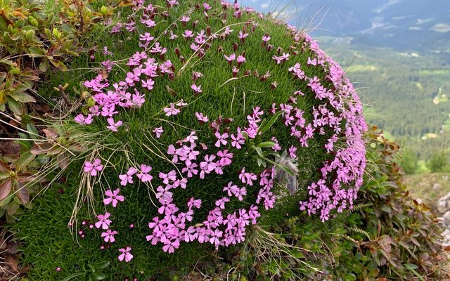 Moss Campion reference