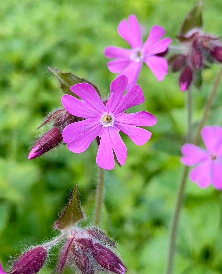 red campion reference