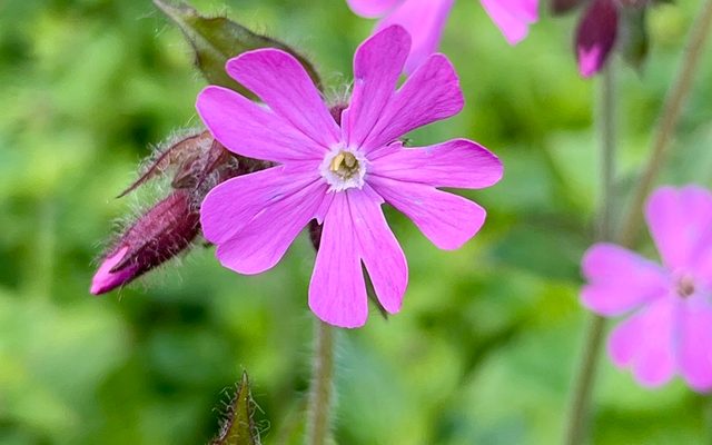 Red Campion reference