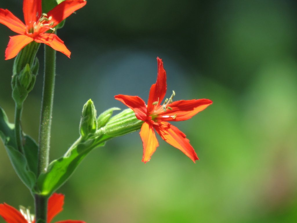 royal catchfly reference