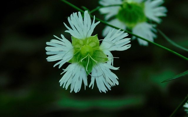 Starry Campion reference