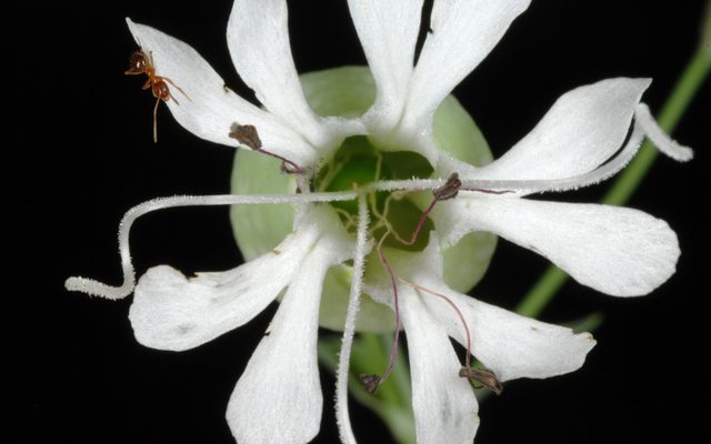 Bladder Campion reference