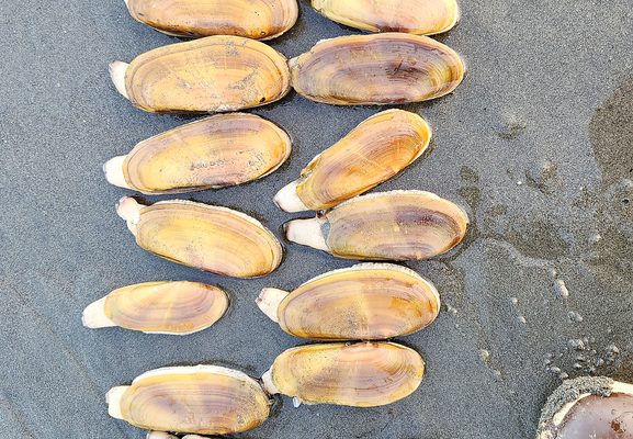 Pacific Razor Clam reference