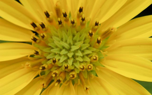 Rosinweed reference