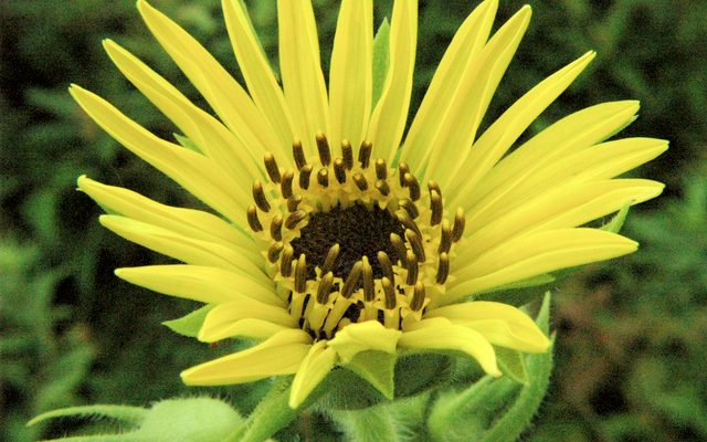 Compass Plant reference
