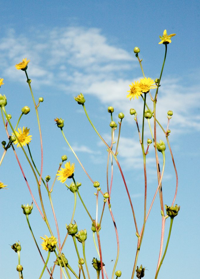 prairie dock reference