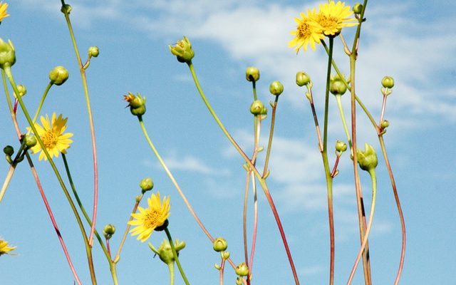 Prairie Dock reference