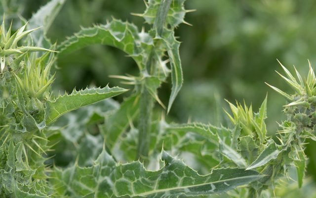 Blessed Milk Thistle reference