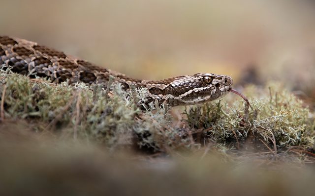 Massasauga reference