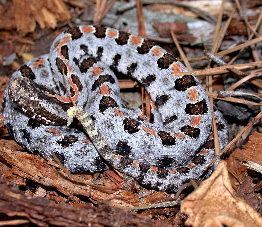 Pygmy Rattlesnake reference