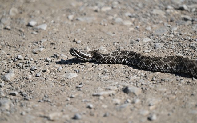 Western Massasauga reference