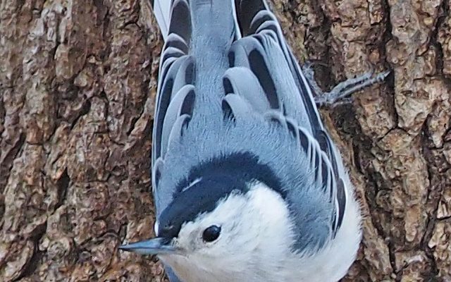 White-breasted Nuthatch reference