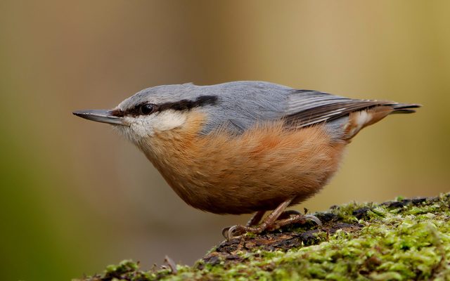 Eurasian Nuthatch reference
