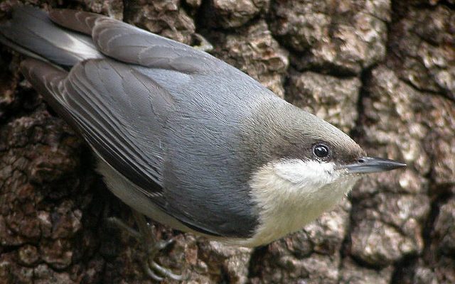 Pygmy Nuthatch reference