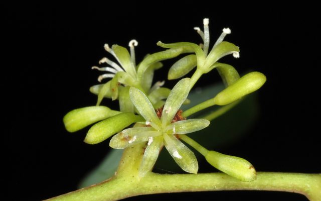 Laurel-leaved Greenbrier reference
