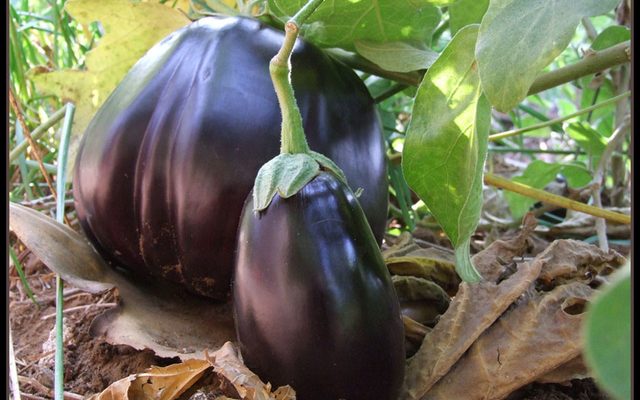 Eggplant reference