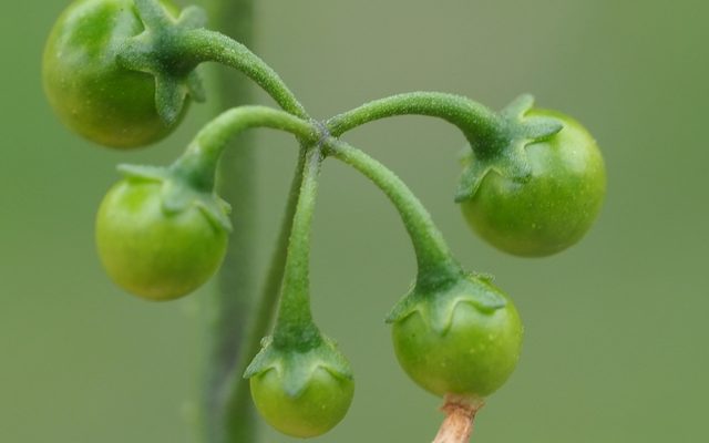 Black Nightshade reference