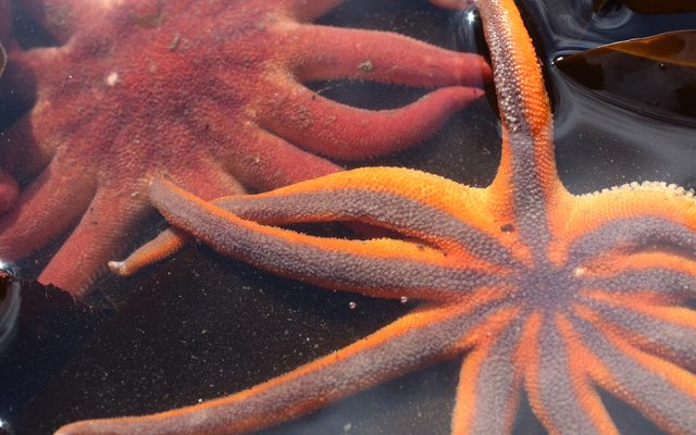 Morning Sun Star reference