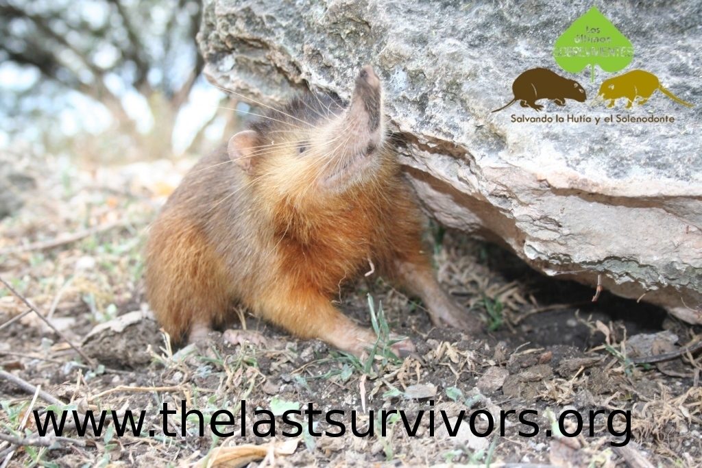 Hispaniolan Solenodon reference