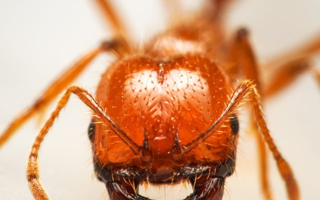 Tropical Fire Ant reference