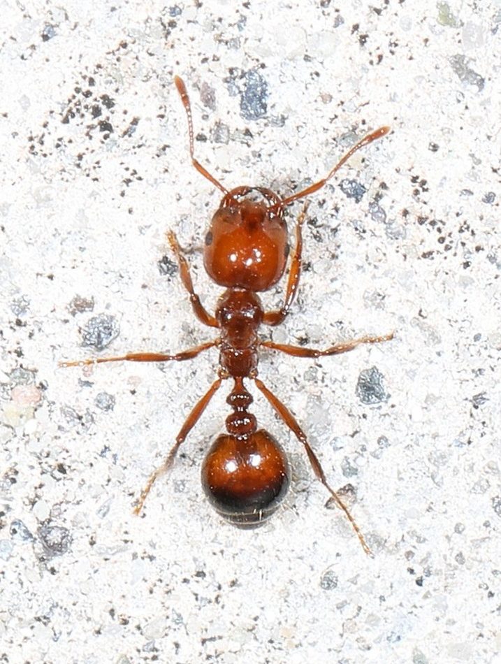 Red Imported Fire Ant reference