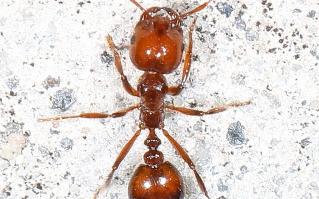 Red Imported Fire Ant reference